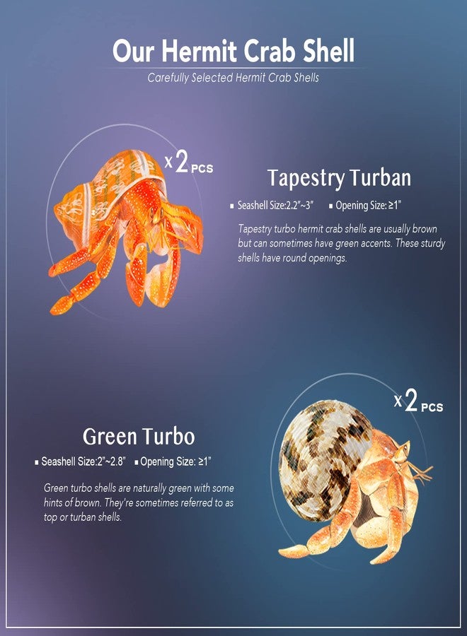 VOBRAMY Natural Hermit Crab Shells 4PCS (2 Types) | Opening Size Approximately 1", Seashell Size: 2"-3" | Good for Medium to Large Crabs | Hermit Crab Tank for Décor | No Paint or Dye - Image 2